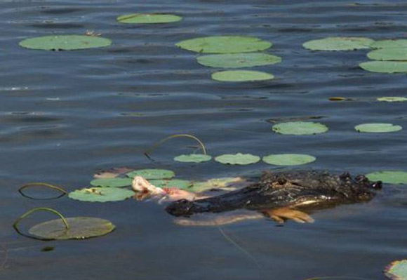 Crocodile Takes an Arm