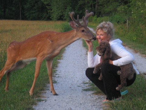 Velvet deer