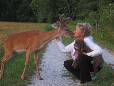 Velvet deer